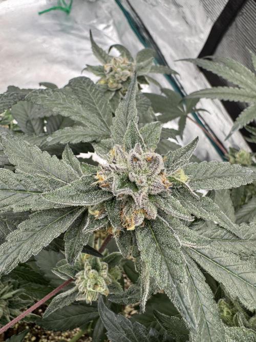 Pai Mei. Week 5