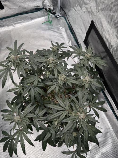 Pai Mei. Week 5