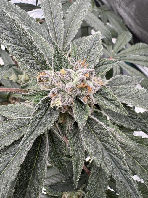 Sour Diesel x Zoda. Week 5