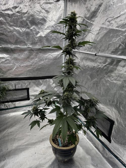 Hazy Bonsaï. Week 5