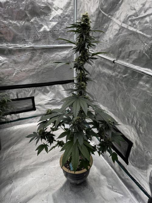 Hazy Bonsaï. Week 5
