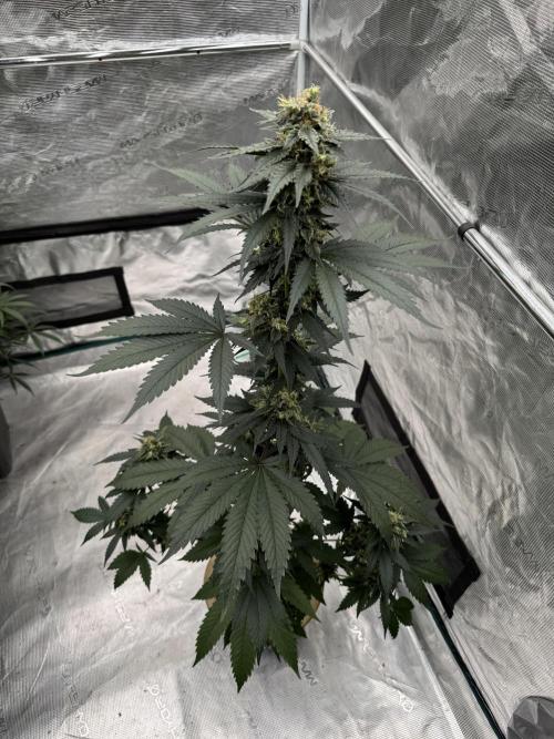 Hazy Bonsaï. Week 5