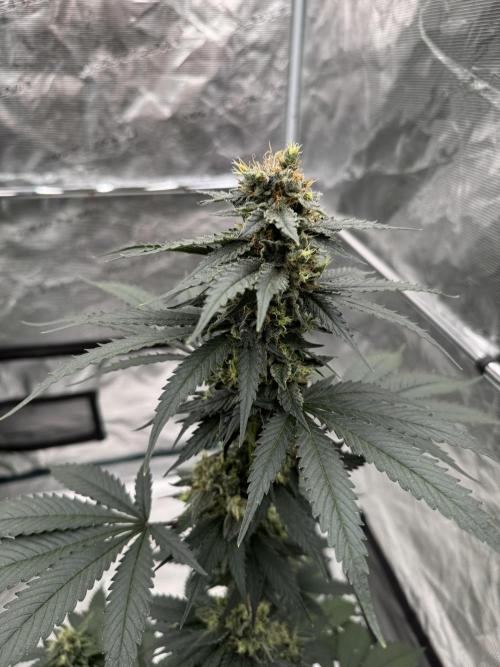 Hazy Bonsaï. Week 5