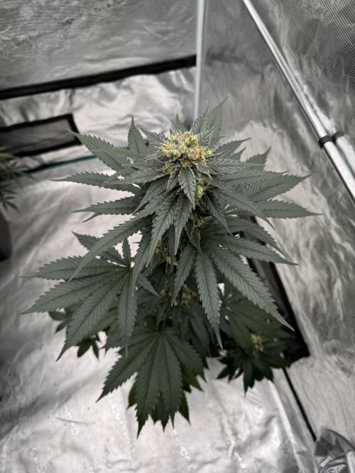Hazy Bonsaï. Week 5