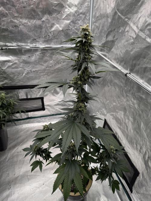 Hazy Bonsaï. Week 5