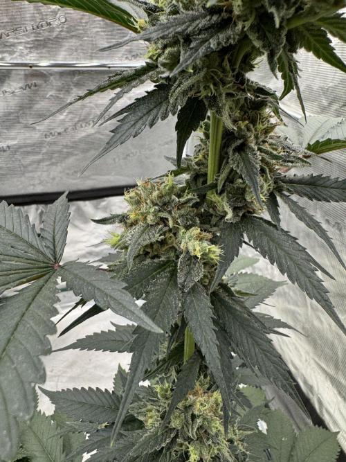Hazy Bonsaï. Week 5
