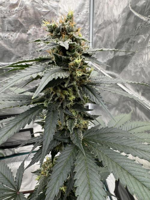 Hazy Bonsaï. Week 5