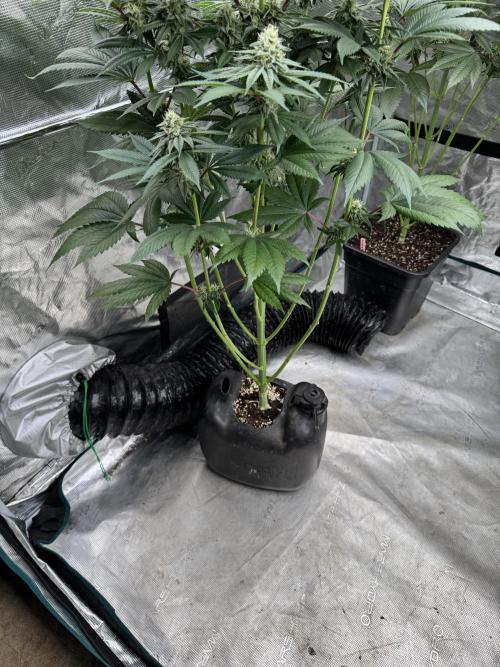 Roy’s Café. Week 11