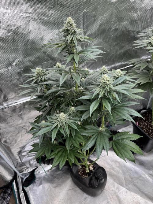 Roy’s Café. Week 11
