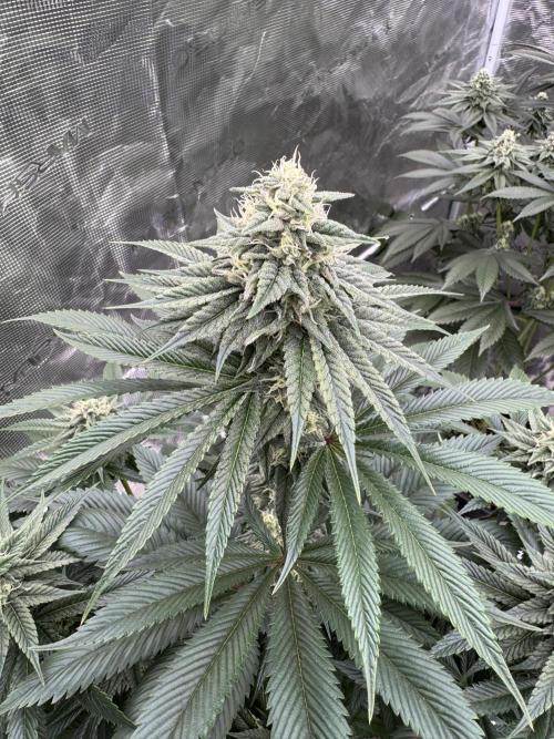 Sour Diesel x Zoda. Week 11