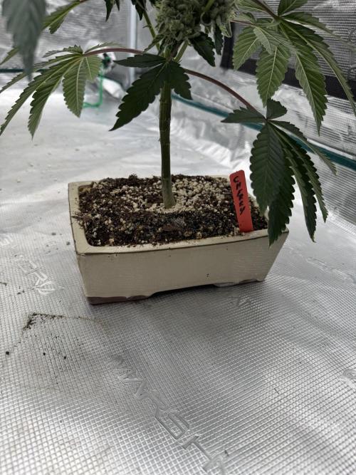 Black Cherry Gushers. Week 6