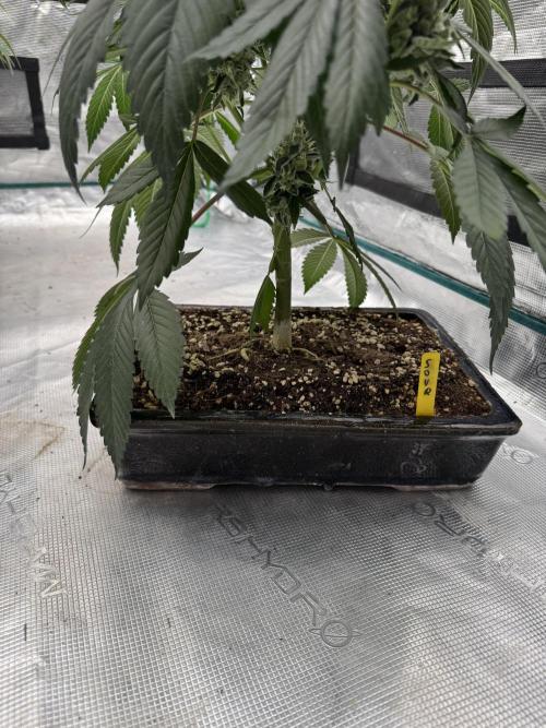 直幹 Chokkan 🌲. Week 6