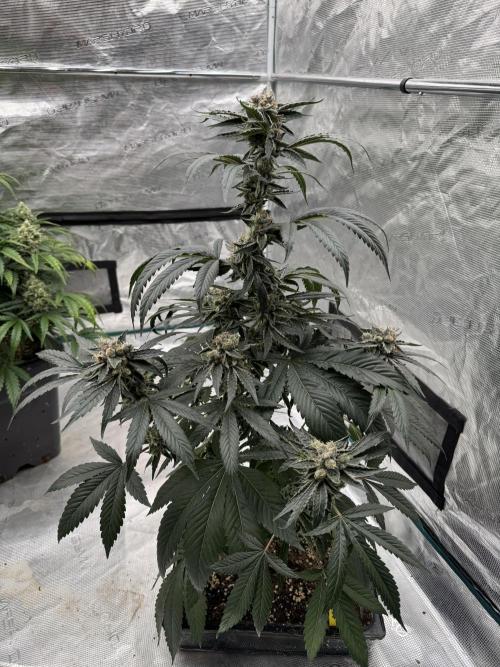 直幹 Chokkan 🌲. Week 6