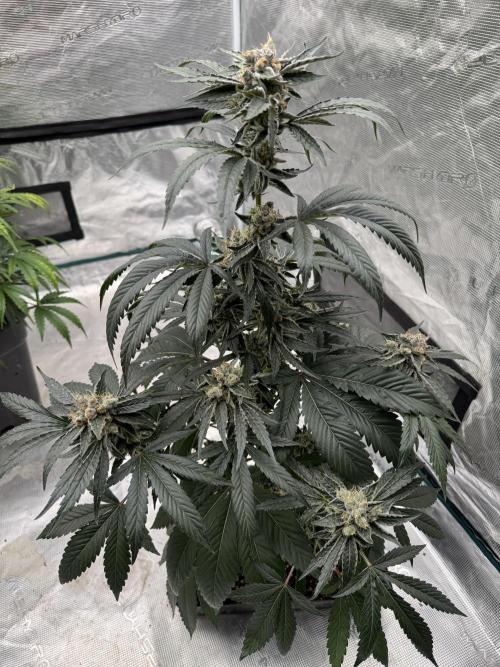 直幹 Chokkan 🌲. Week 6