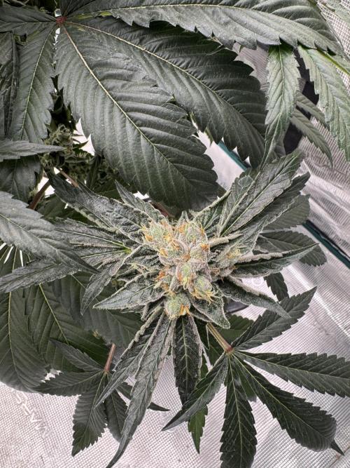 直幹 Chokkan 🌲. Week 6