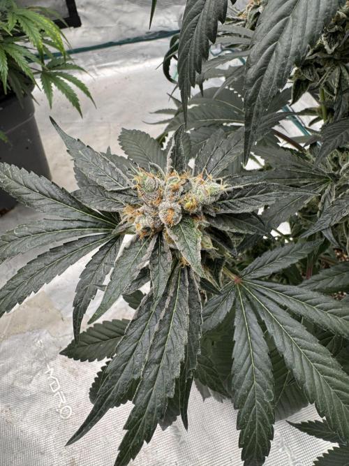 直幹 Chokkan 🌲. Week 6