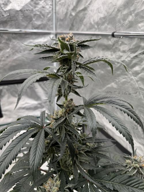 直幹 Chokkan 🌲. Week 6