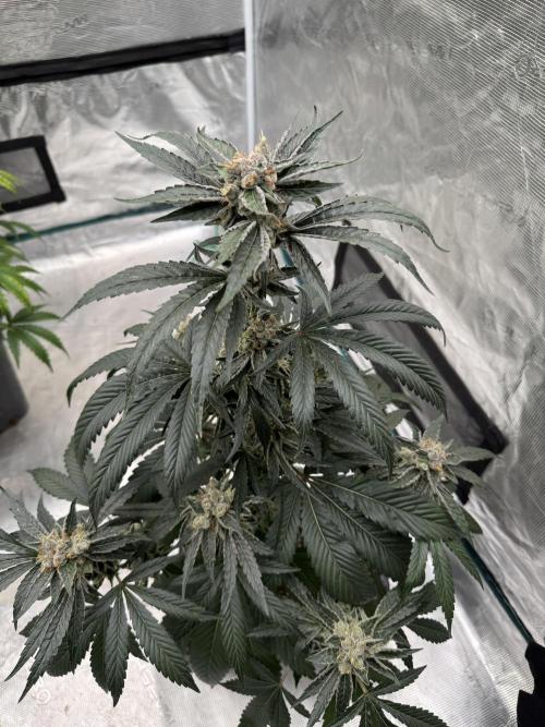 Sour Diesel x Zoda. Week 6