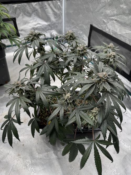 Pai Mei. Week 6