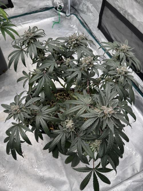 Pai Mei. Week 6