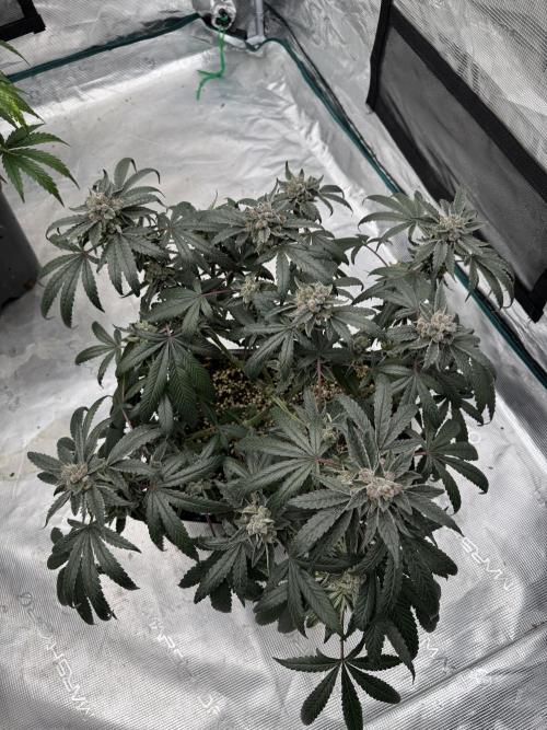 Pai Mei. Week 6