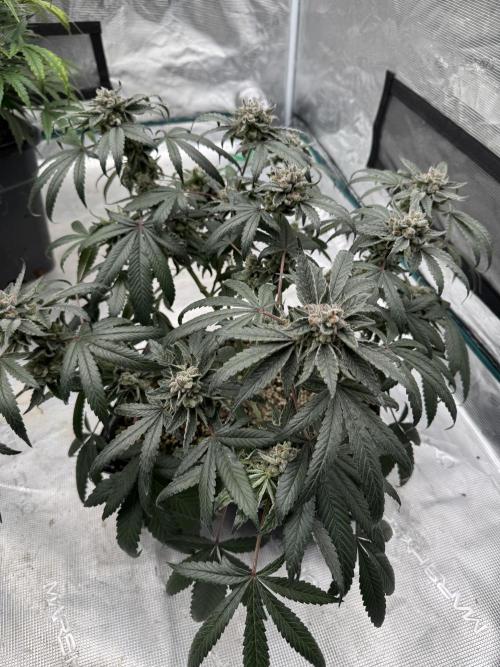 Pai Mei. Week 6