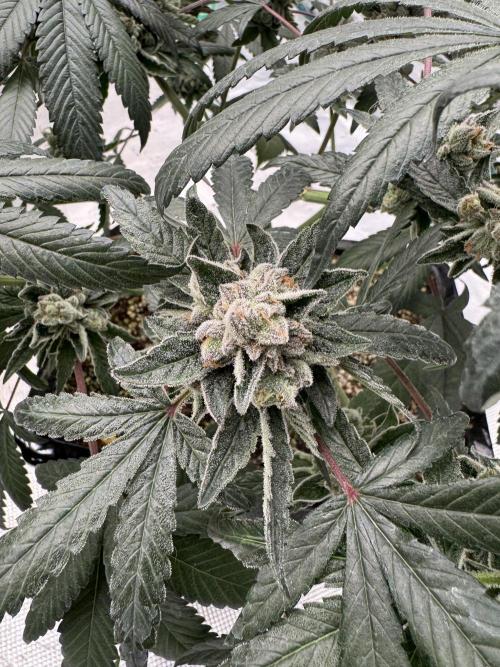 Pai Mei. Week 6