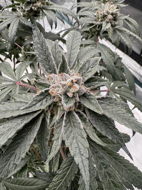 Pai Mei. Week 6
