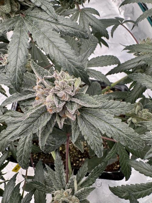Pai Mei. Week 6