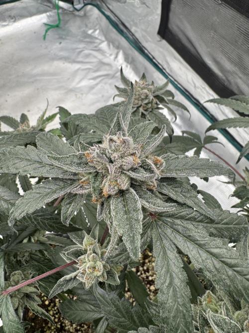 Pai Mei. Week 6
