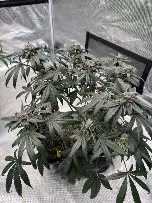 Sour Diesel x Zoda. Week 6
