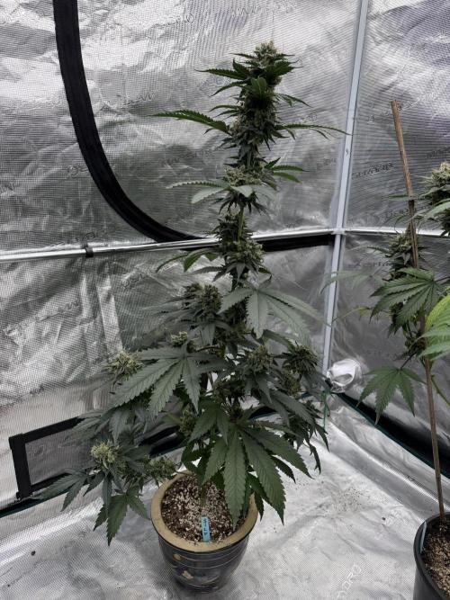 Hazy Bonsaï. Week 6