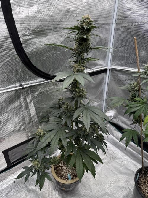 Hazy Bonsaï. Week 6