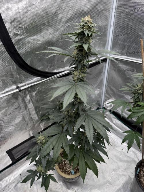 Hazy Bonsaï. Week 6