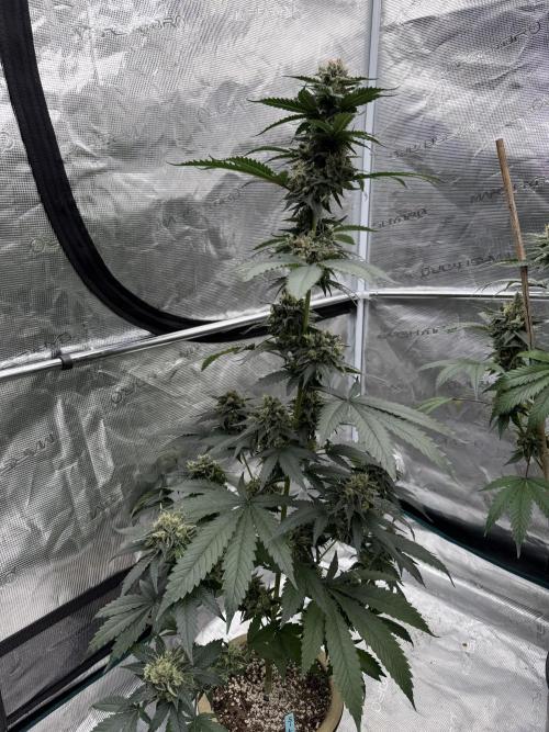 Hazy Bonsaï. Week 6