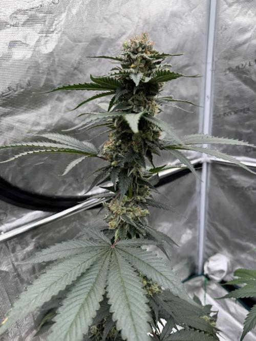 Hazy Bonsaï. Week 6