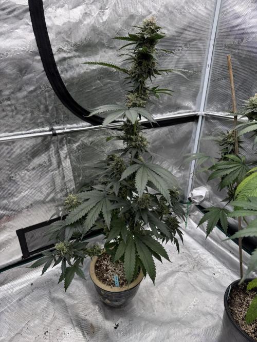 Hazy Bonsaï. Week 6