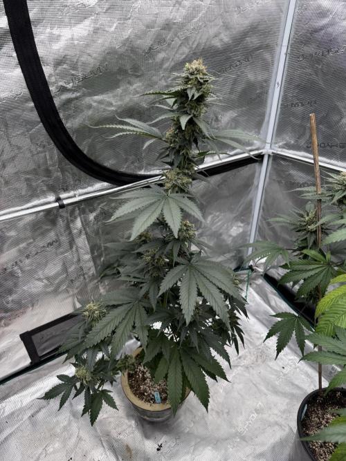 Hazy Bonsaï. Week 6