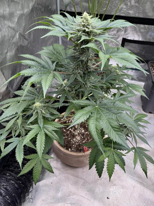 Medellín 🇨🇴. Week 9