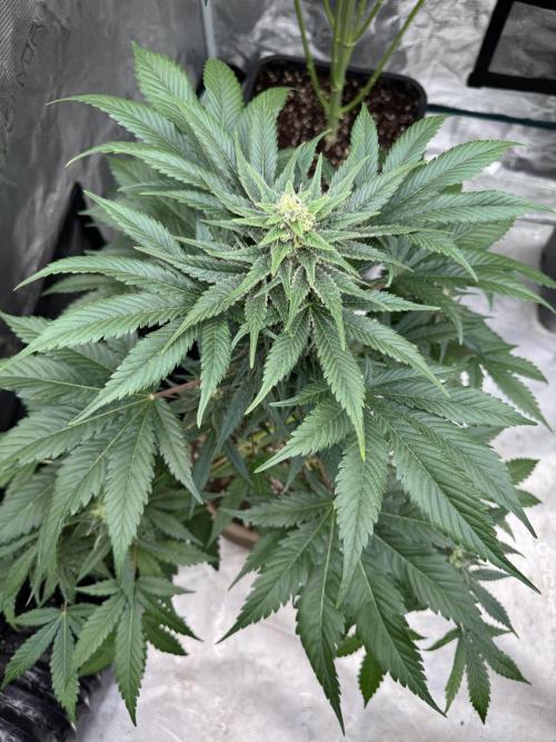 Medellín 🇨🇴. Week 9