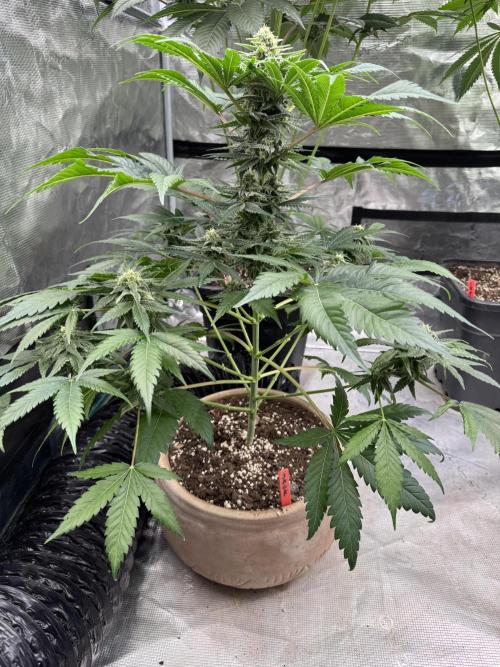 Medellín 🇨🇴. Week 9