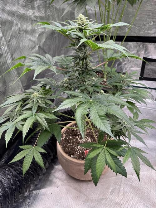 Medellín 🇨🇴. Week 9