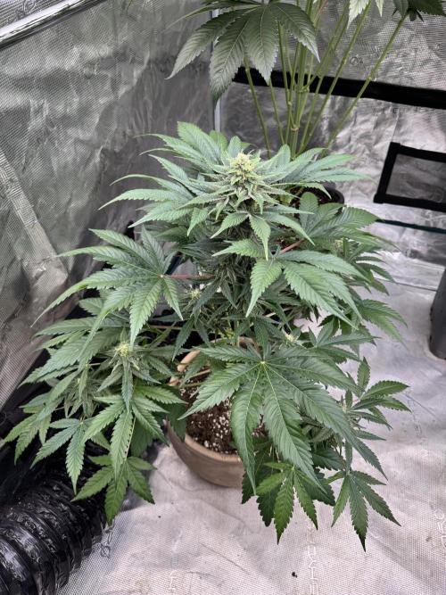 Medellín 🇨🇴. Week 9