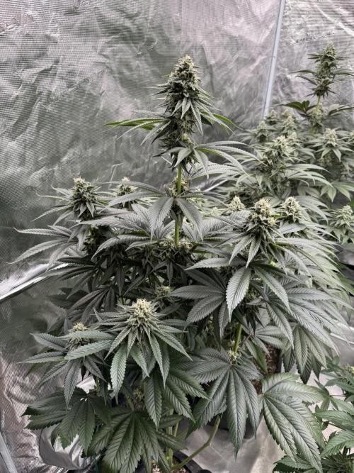 Roy’s Café. Week 12