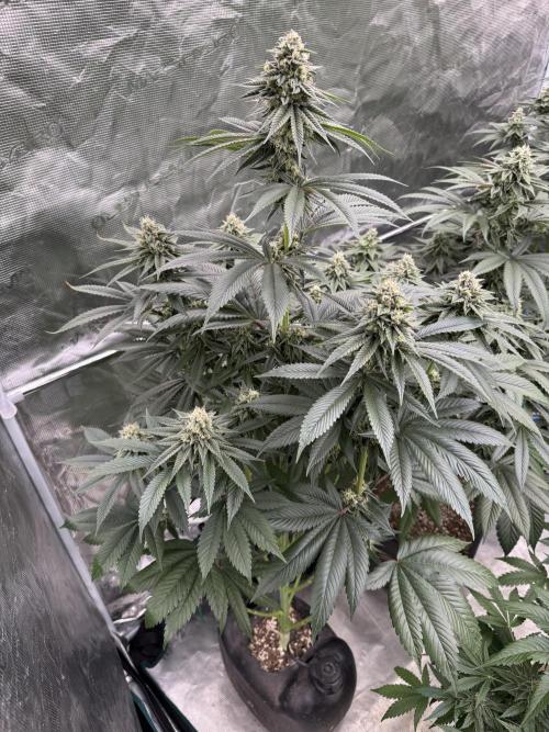 Sour Diesel x Zoda. Week 12