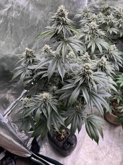 Sour Diesel x Zoda. Week 13
