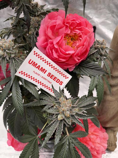 直幹 Chokkan 🌲. Week 7