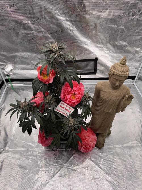 直幹 Chokkan 🌲. Week 7