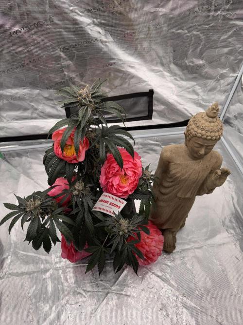 直幹 Chokkan 🌲. Week 7