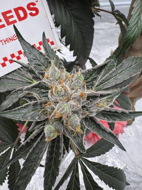 直幹 Chokkan 🌲. Week 7